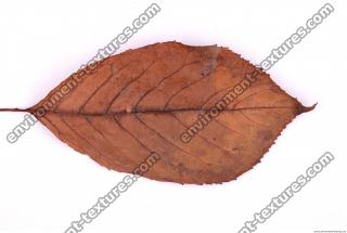 Photo Texture of Leaf 0023